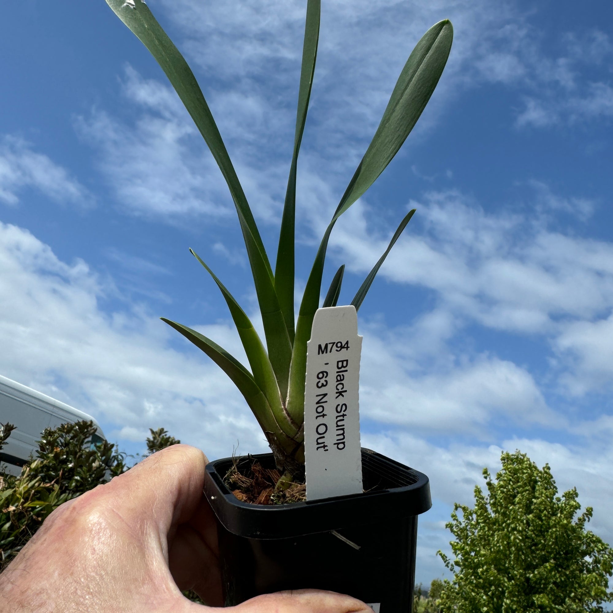 Cymbidium Black Stump '63 not out'