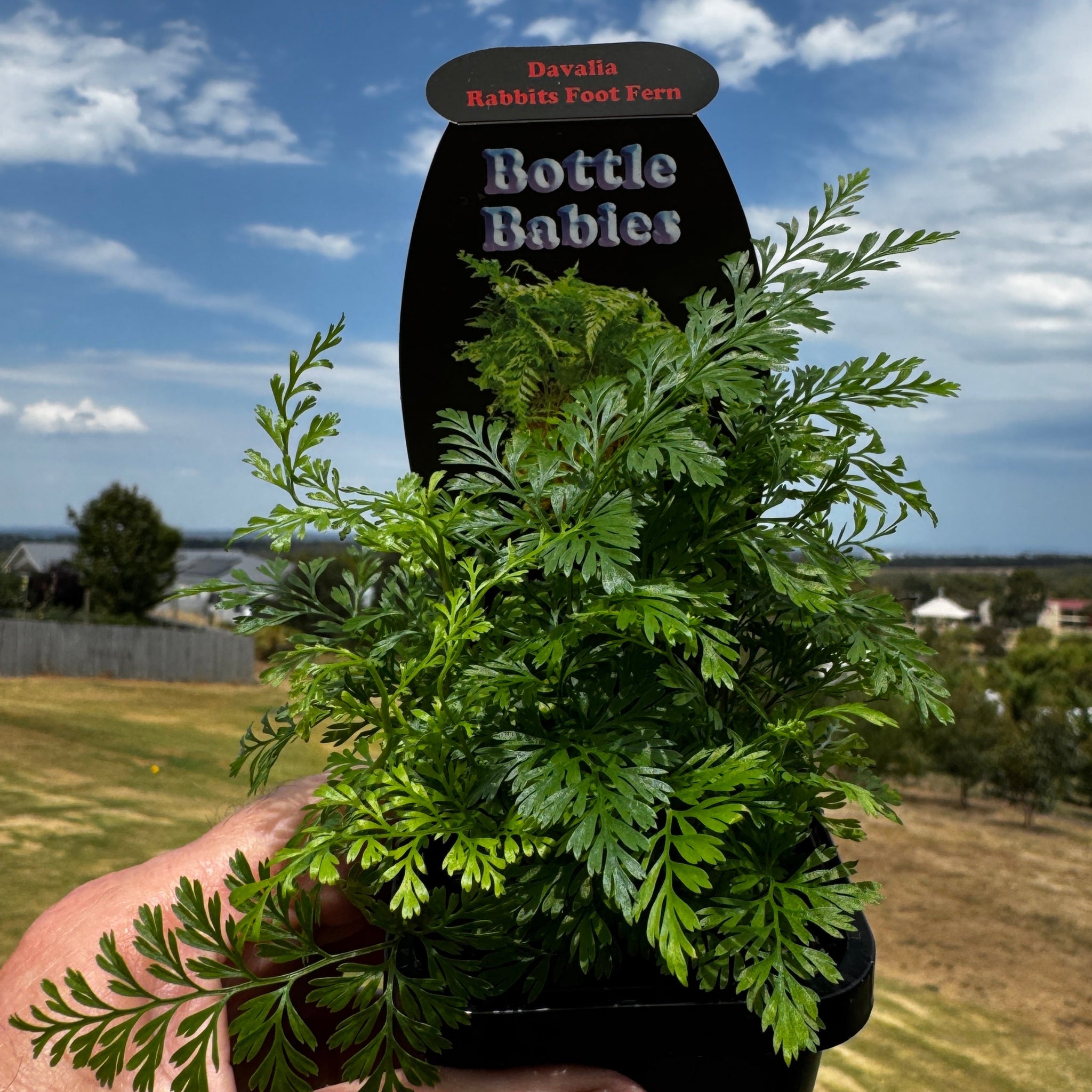 Davallia-fejeensis-Rabbits-Foot-Fern-Plant-66