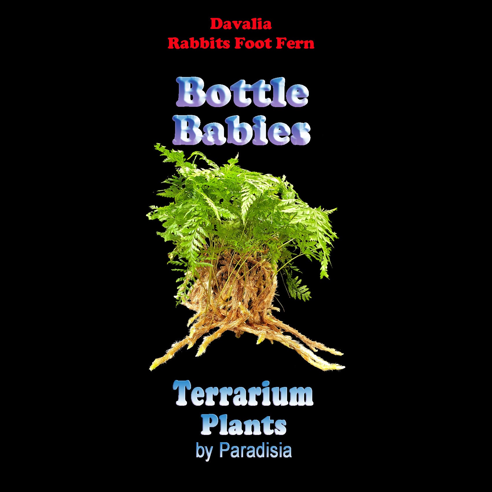 Davallia-fejeensis-Rabbits-Foot-Fern-Tag