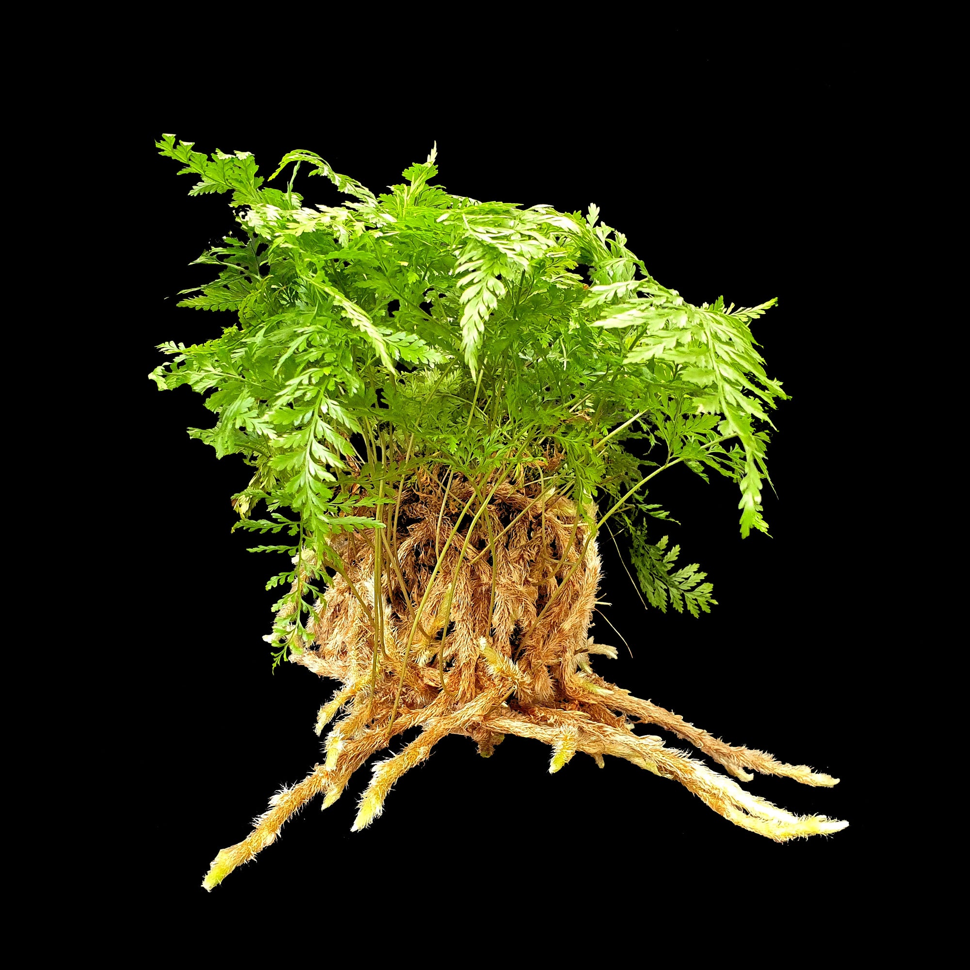 Davallia-fejeensis-Rabbits-Foot-Fern