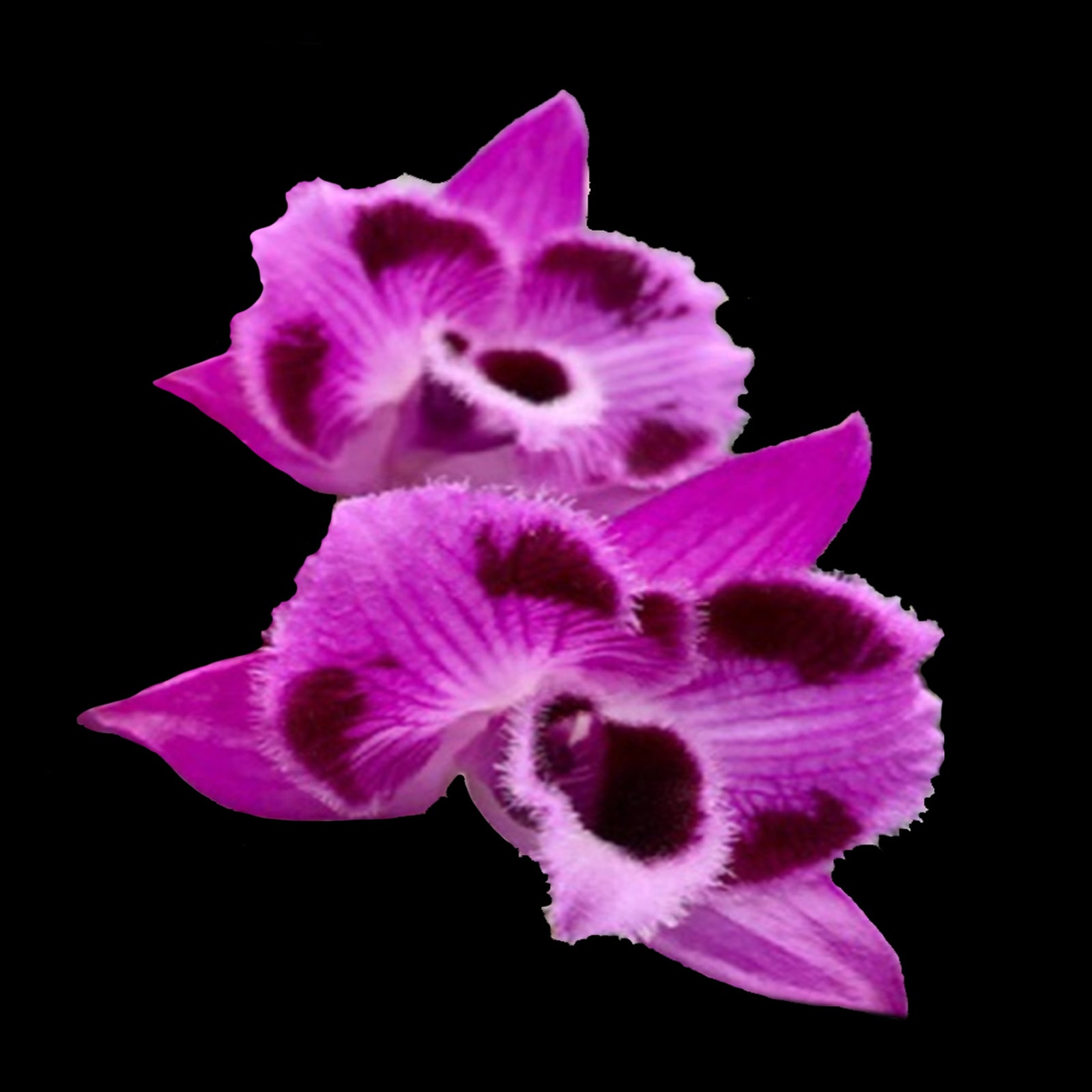 Dendrobium parishii '6 eyes'