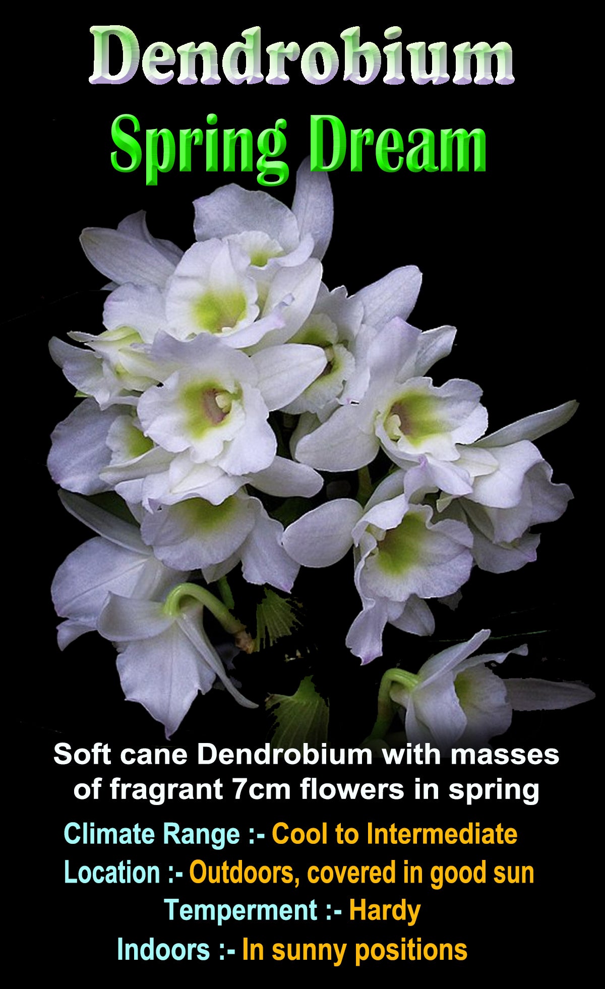 Dend Spring Dream label