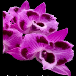 Dendrobium parishii '6 eyes' - The Exquisite Orchid