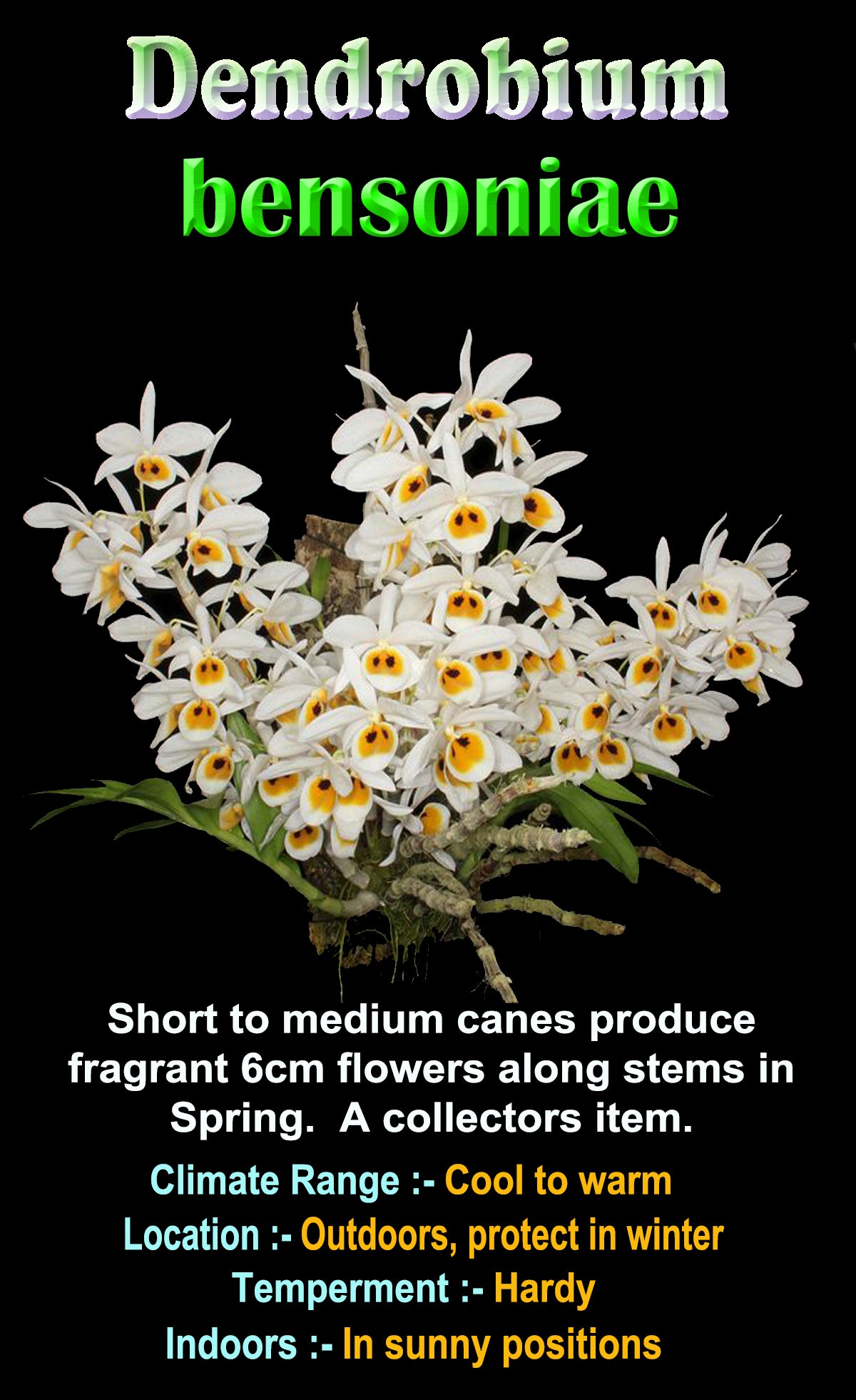 Dendrobium bensoniae with white flowers and golden-yellow throats on arching canes.