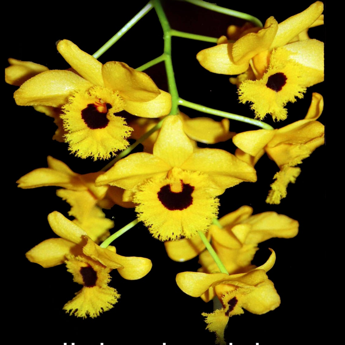 Dendrobium fimbriatum