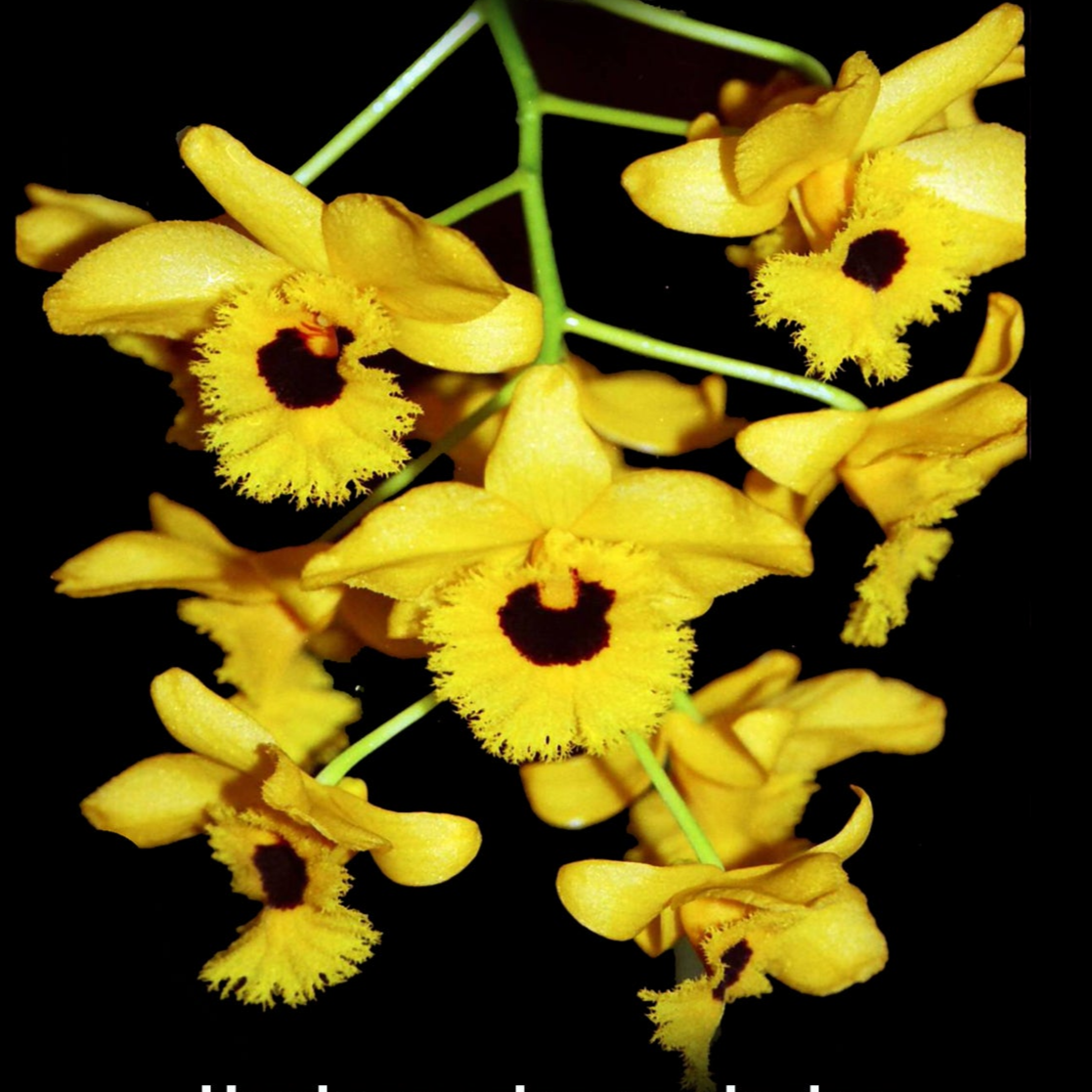 Dendrobium fimbriatum - Showy Orchid with Golden-Yellow Flowers