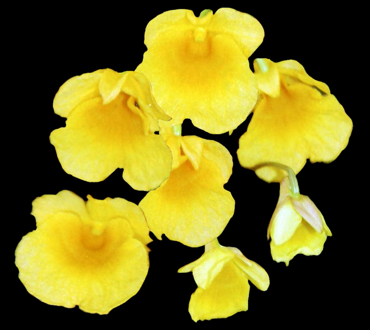 Dendrobium jenkinsii - Miniature Orchid