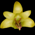 Dendrobium luzonense - The Luzon Dendrobium