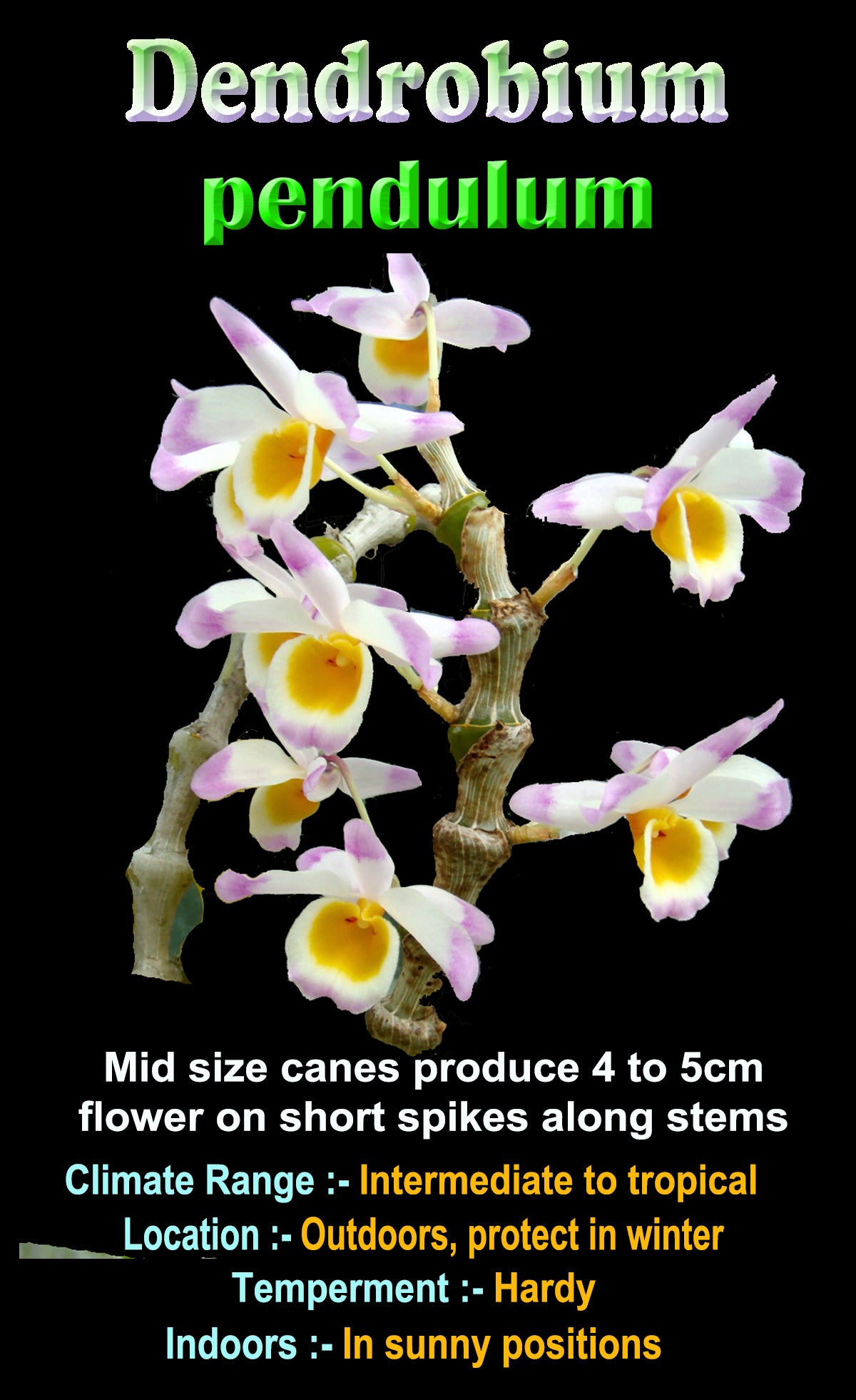 Dendrobium pendulum with pink-tipped white petals and yellow throat flowers.