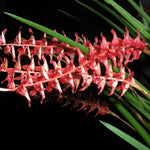 Dendrochilum wenzallii - The Red Zipper Orchid