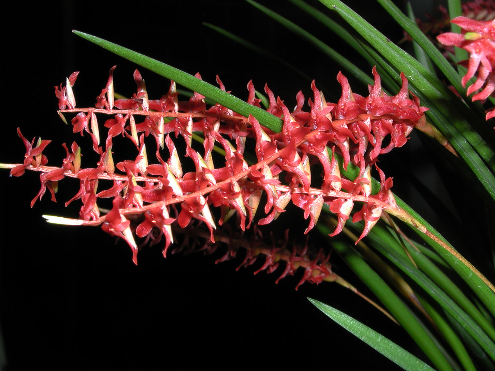 Dendrochilum wenzallii - The Red Zipper Orchid