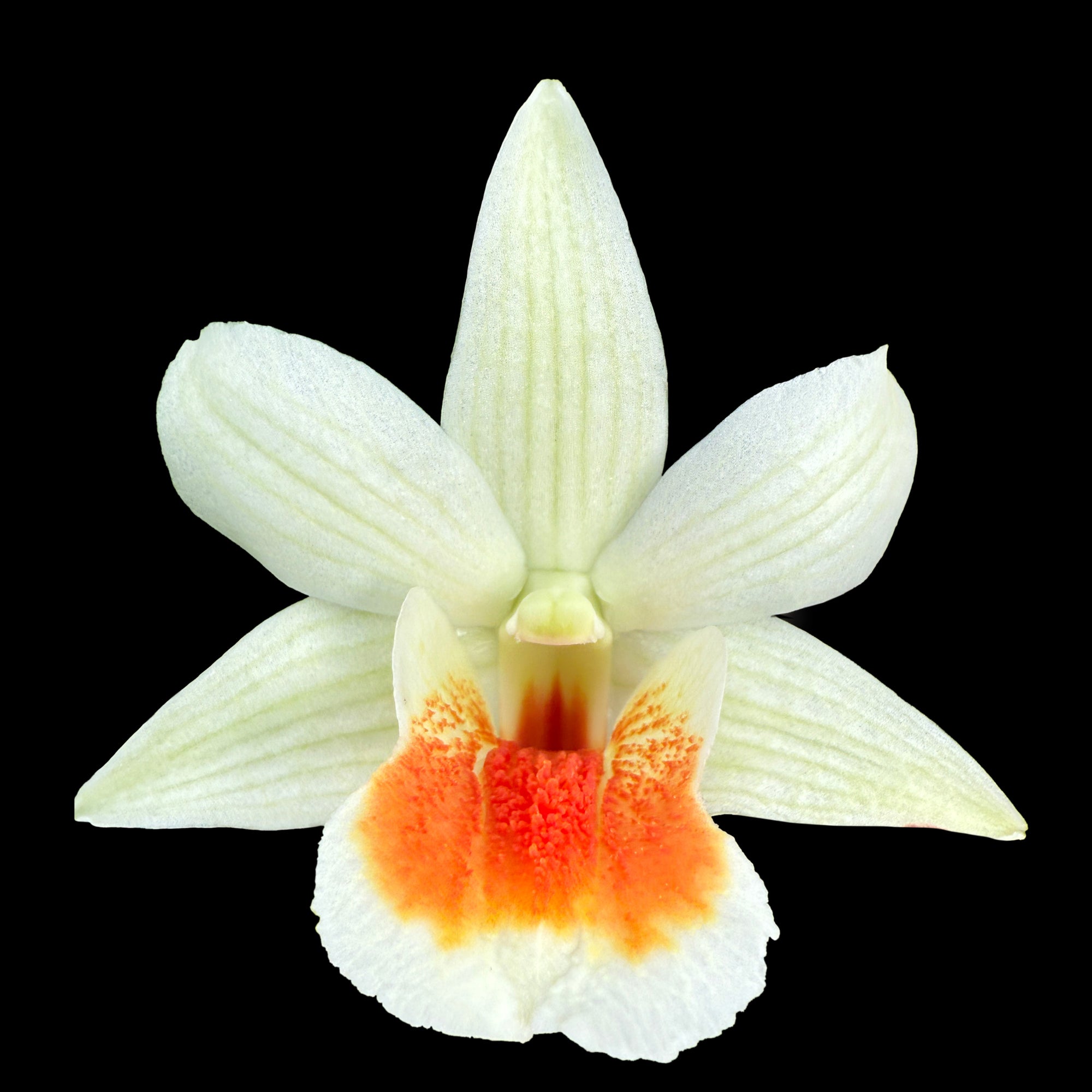 Dendrobium 'Dawn Maree' flowering sized