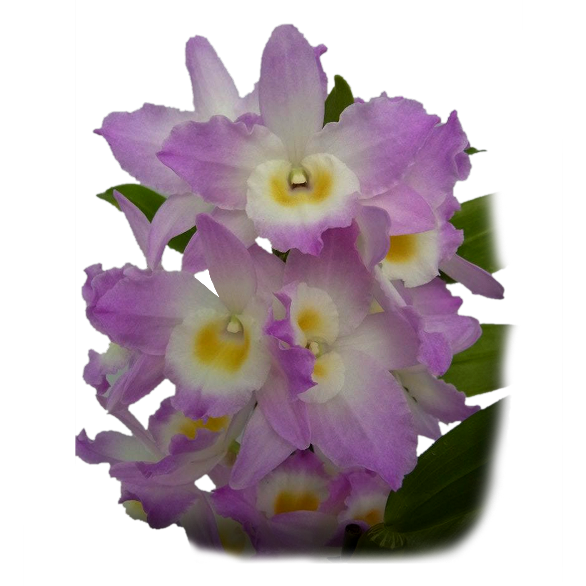 Dendrobium Softcane Fancy Angel ‘Lychee’