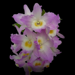 Dendrobium Softcane Fancy Angel ‘Lychee’