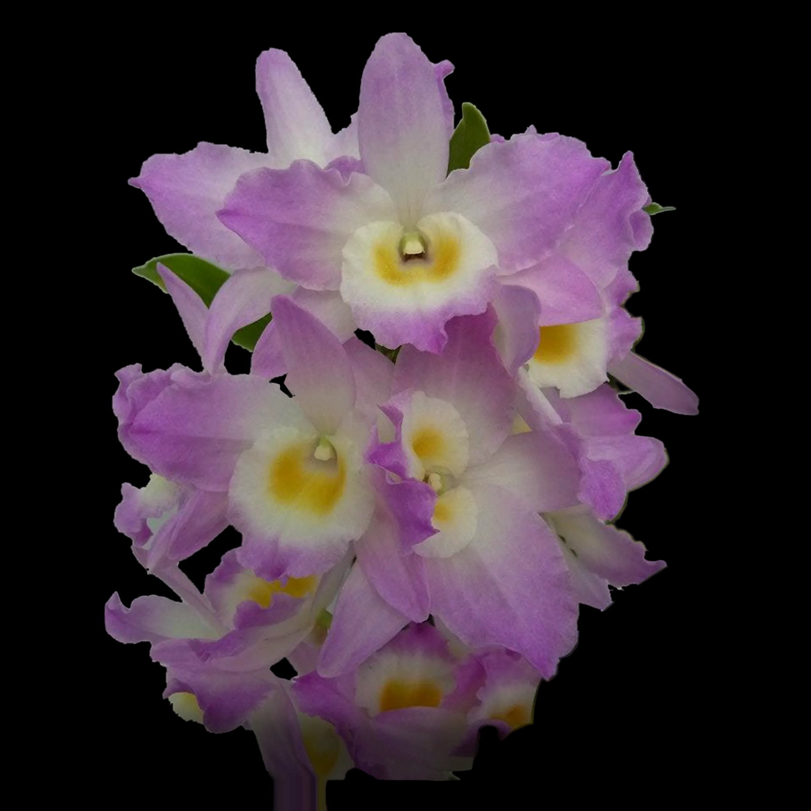 Dendrobium Softcane Fancy Angel ‘Lychee’