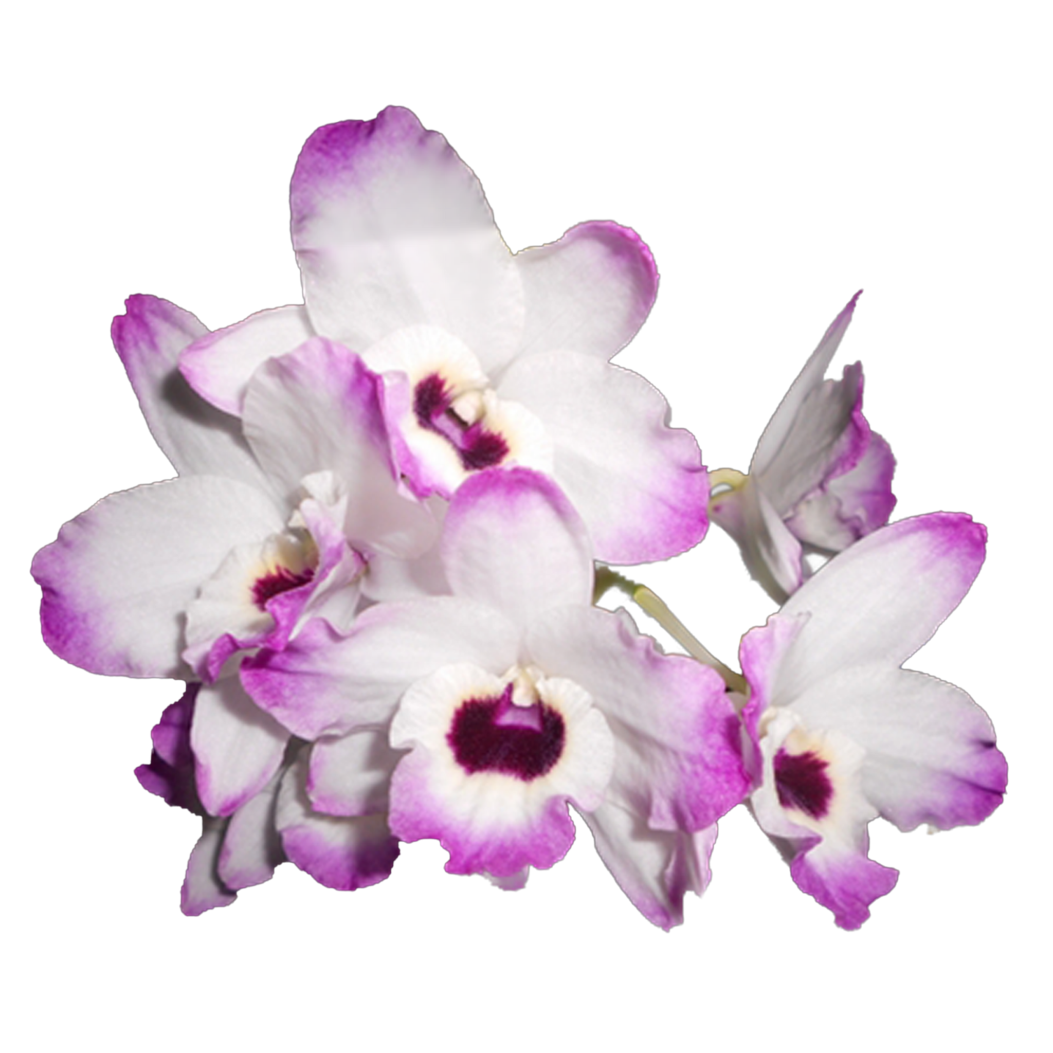 Dendrobium Softcane Love Memory ‘Fizz’