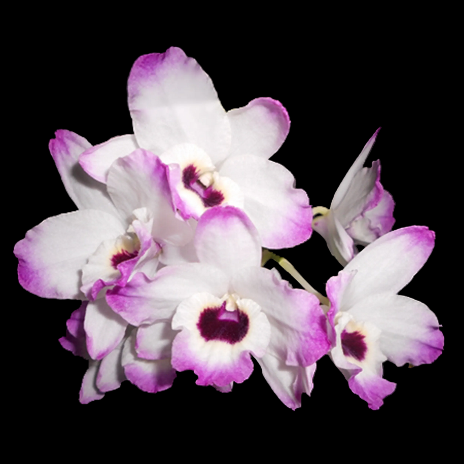Dendrobium Softcane Love Memory ‘Fizz’