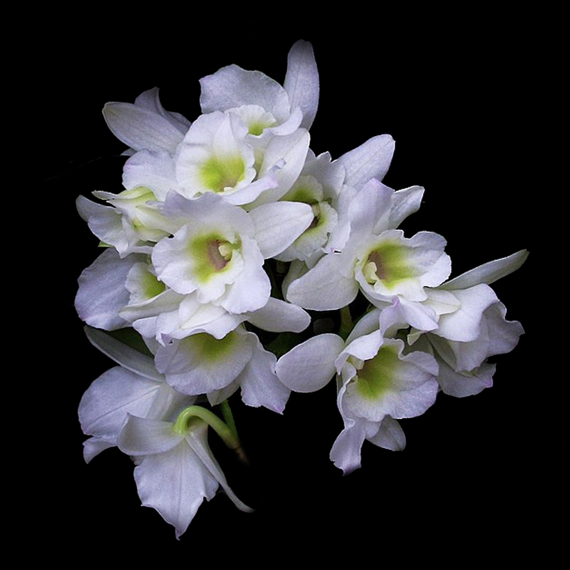 Dendrobium 'Spring Dream'