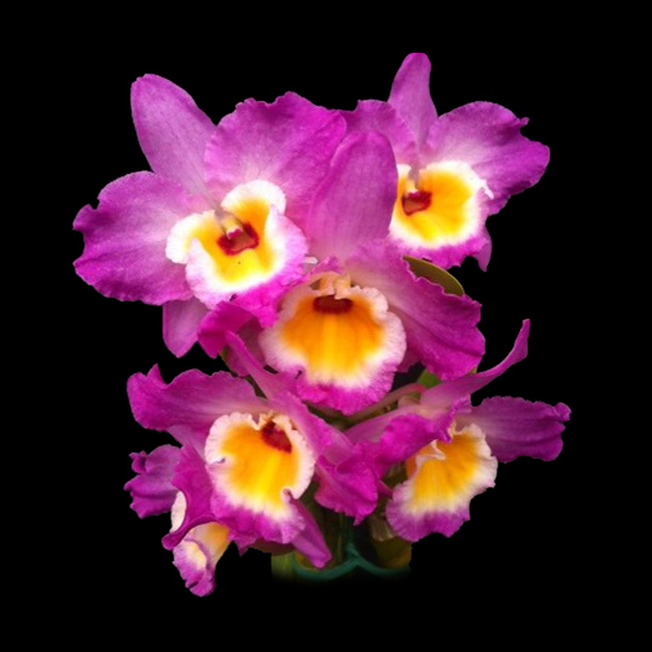Dendrobium Wave King 'Akebono' - Large bloomed soft cane