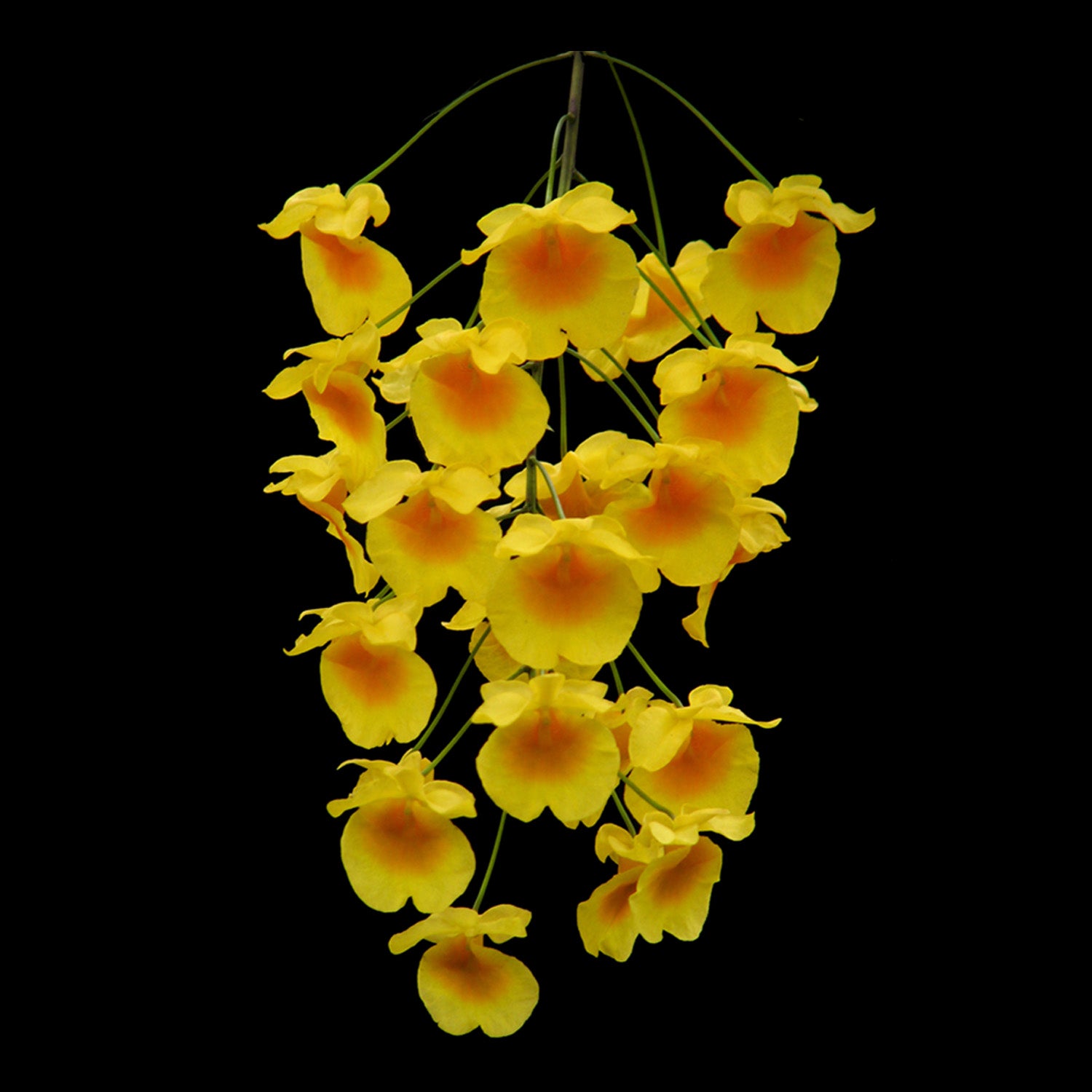 Dendrobium aggregatum – Golden Cascade Orchid