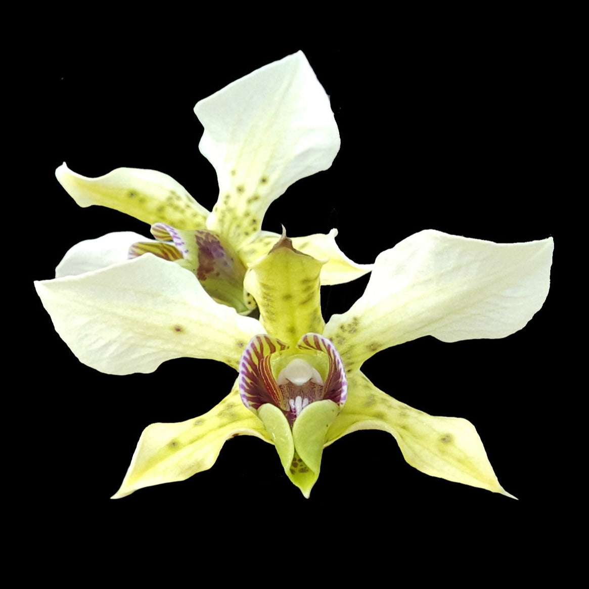 Dendrobium atroviolaceum