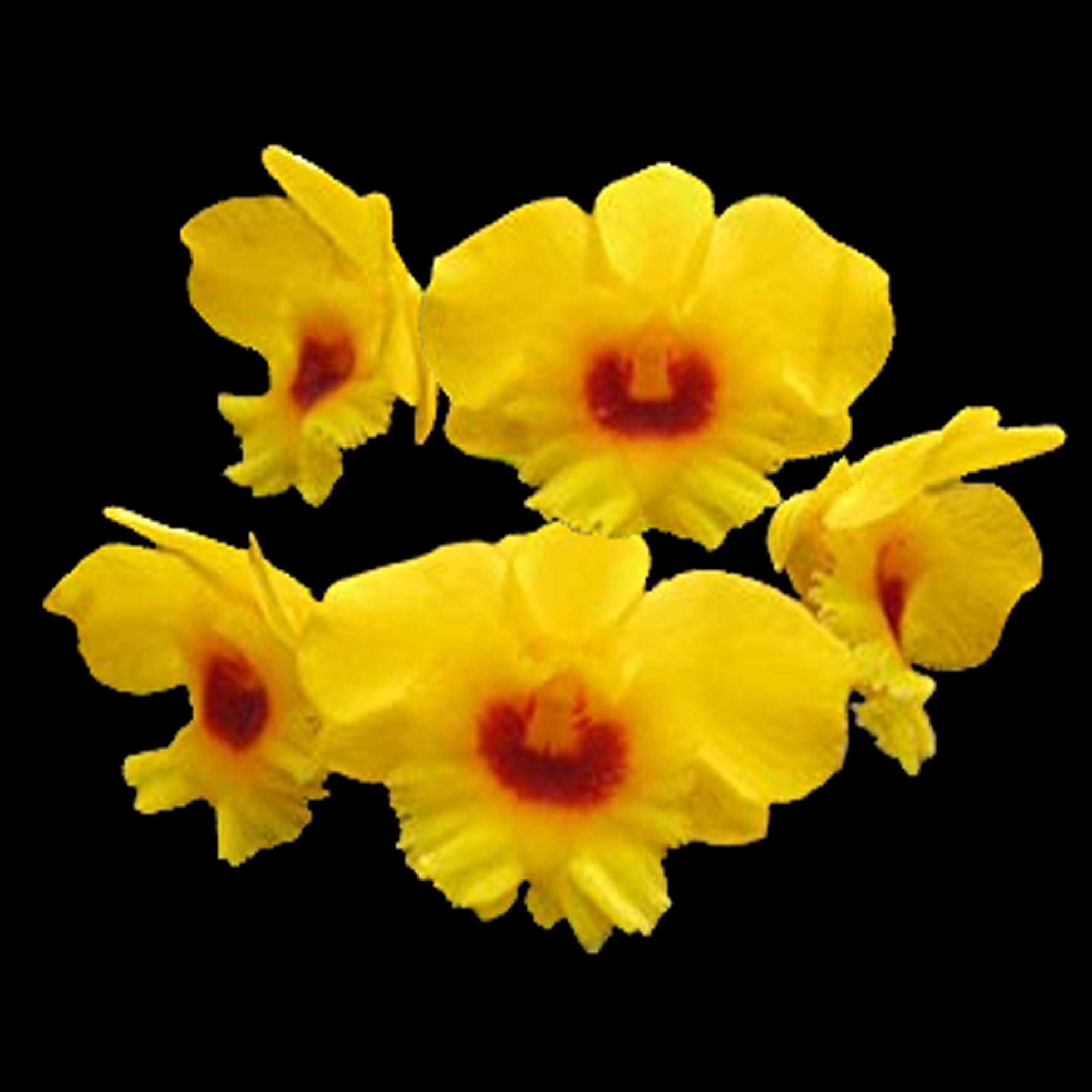 Dendrobium chrysotoxum var. suavissimum