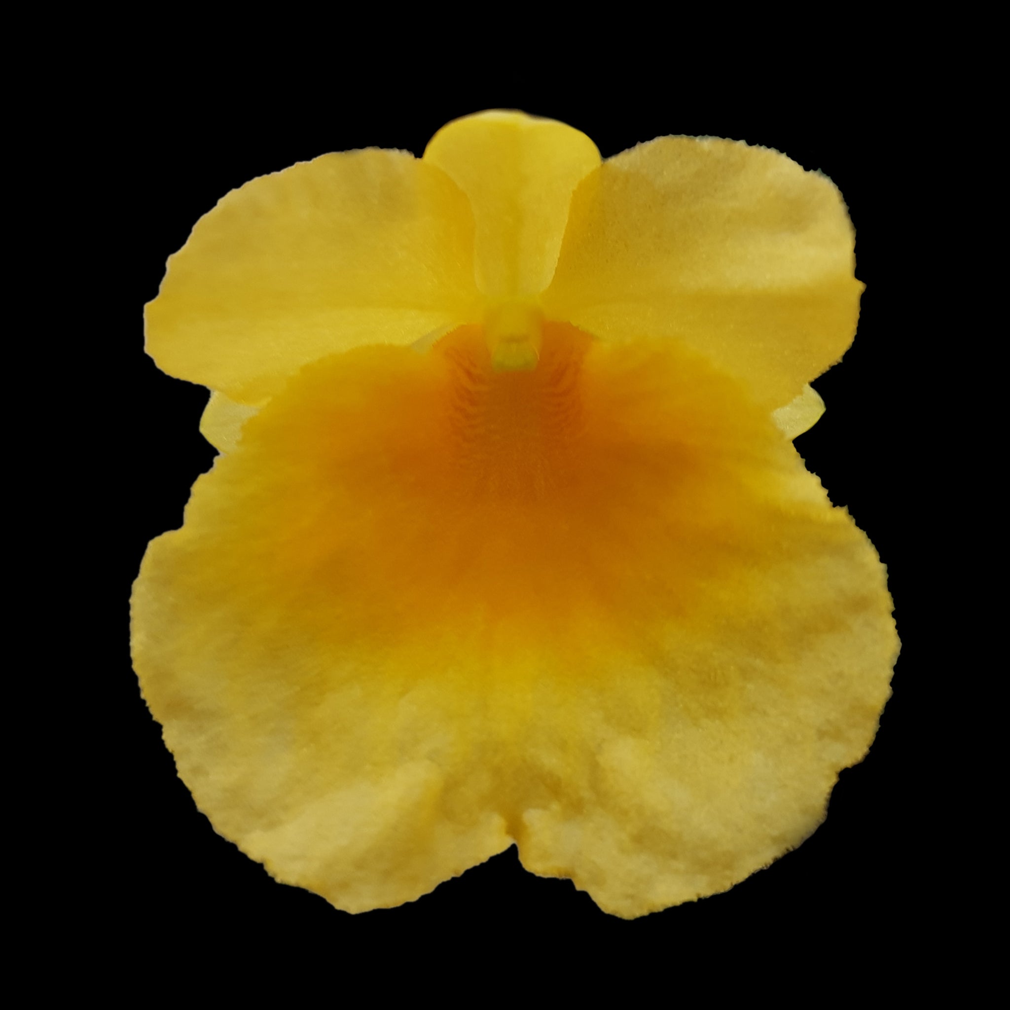 Dendrobium jenkinsii - Miniature Orchid