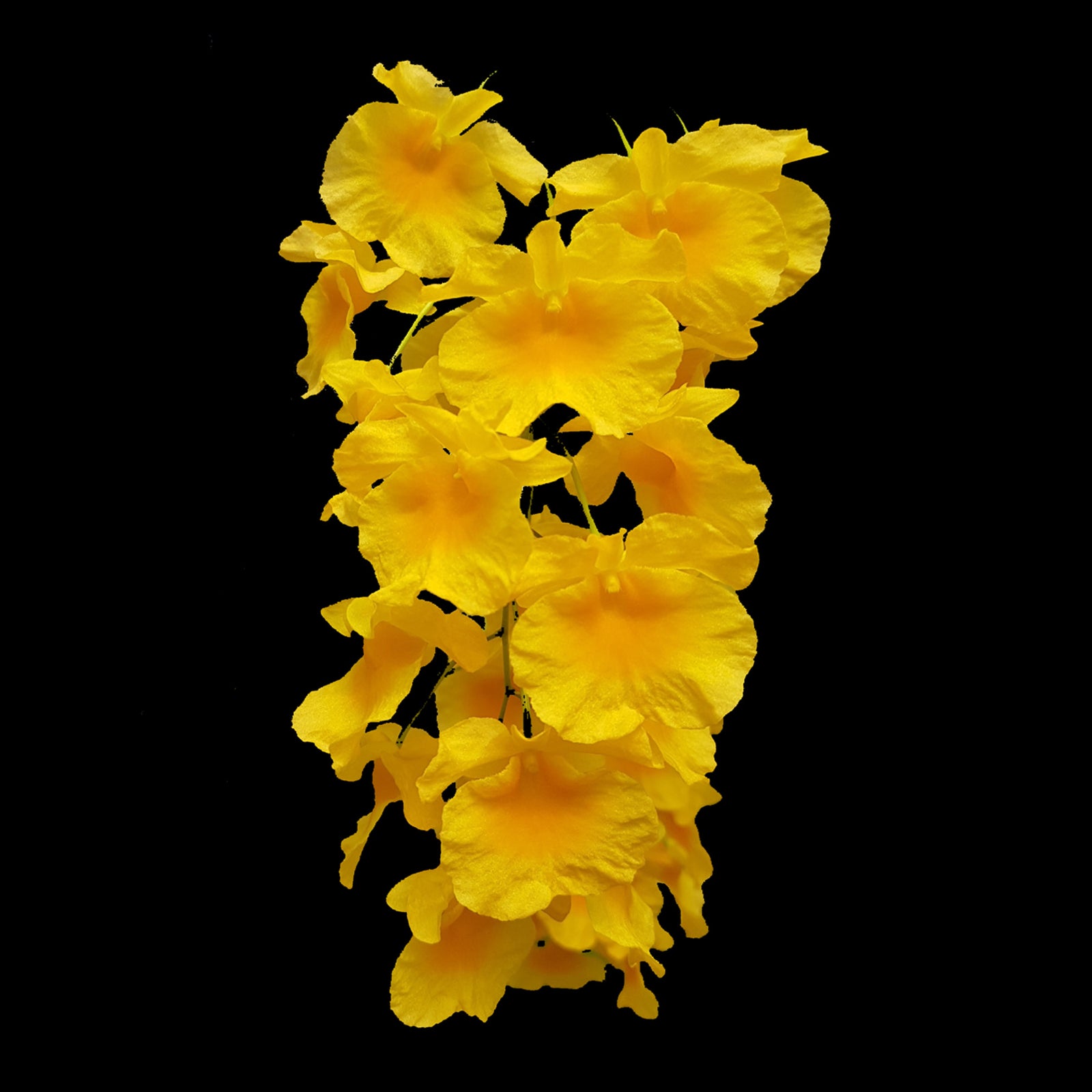 Dendrobium lindleyi
