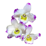 Dendrobium nobile 'White with Pink Edge'..