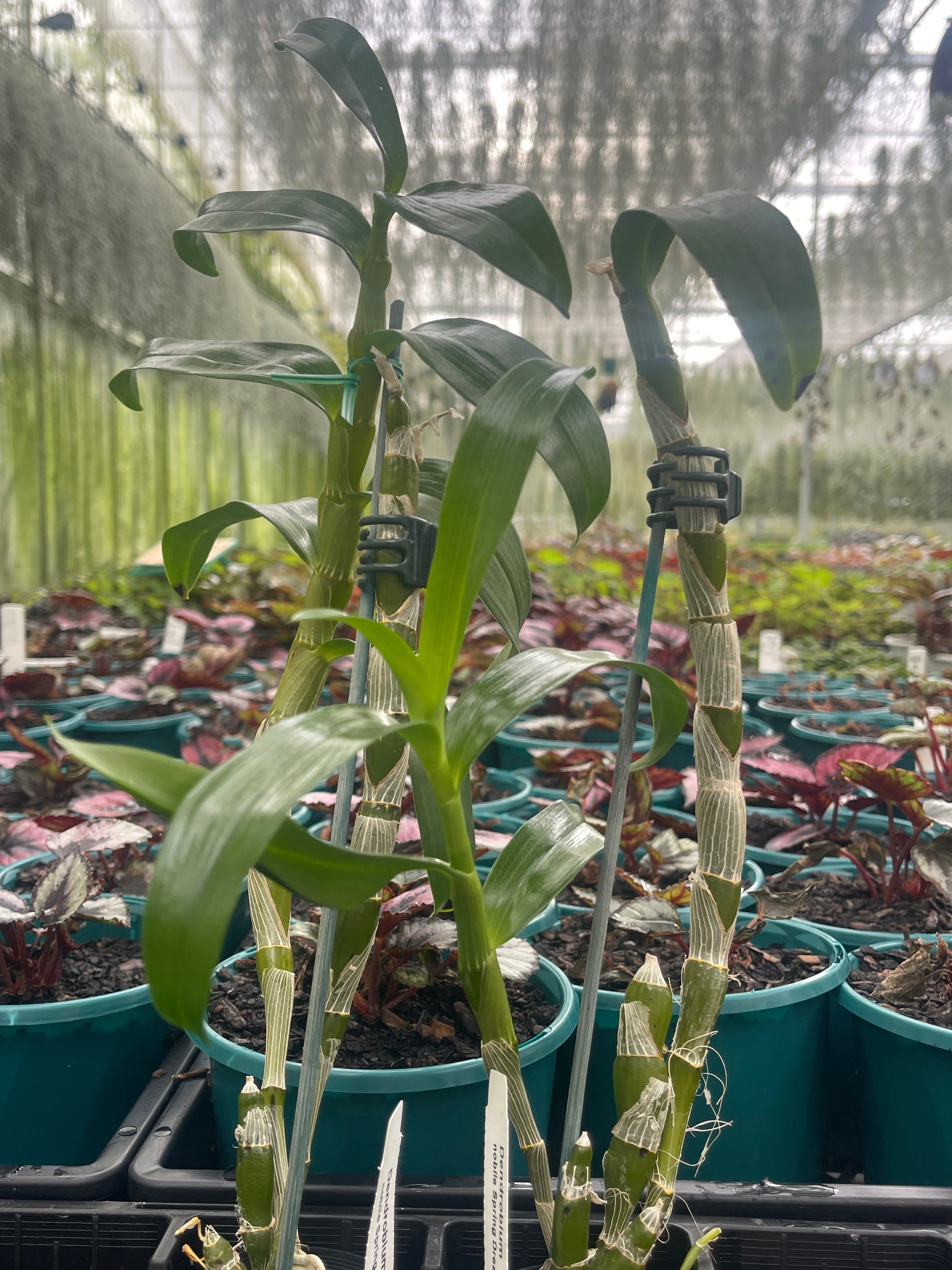 Dendrobium 'Spring Dream'