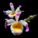 Dendrobium pendulum with pink-tipped white petals and yellow throat flowers.