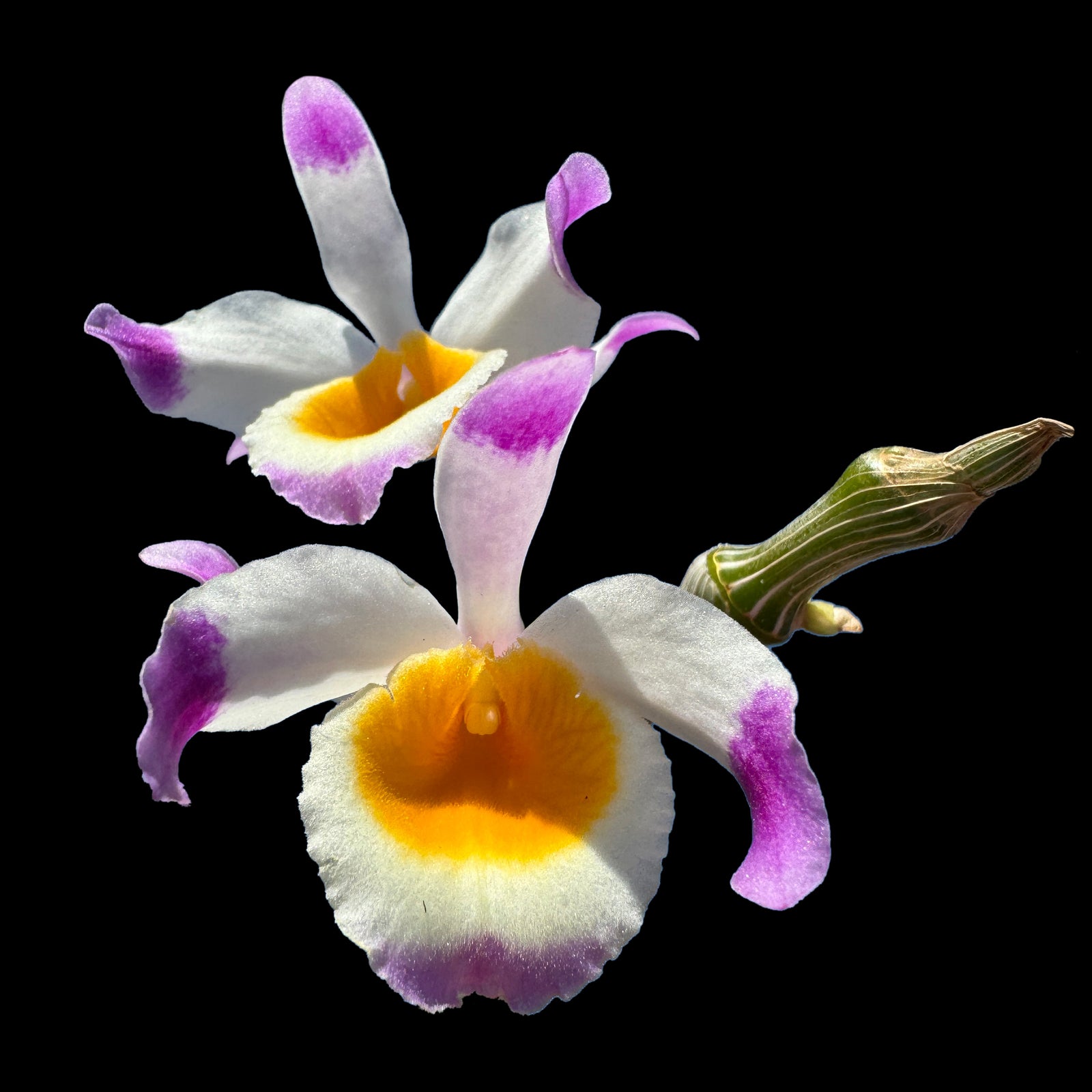 Dendrobium pendulum with pink-tipped white petals and yellow throat flowers.