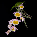Dendrobium primulinum - The Primrose Orchid