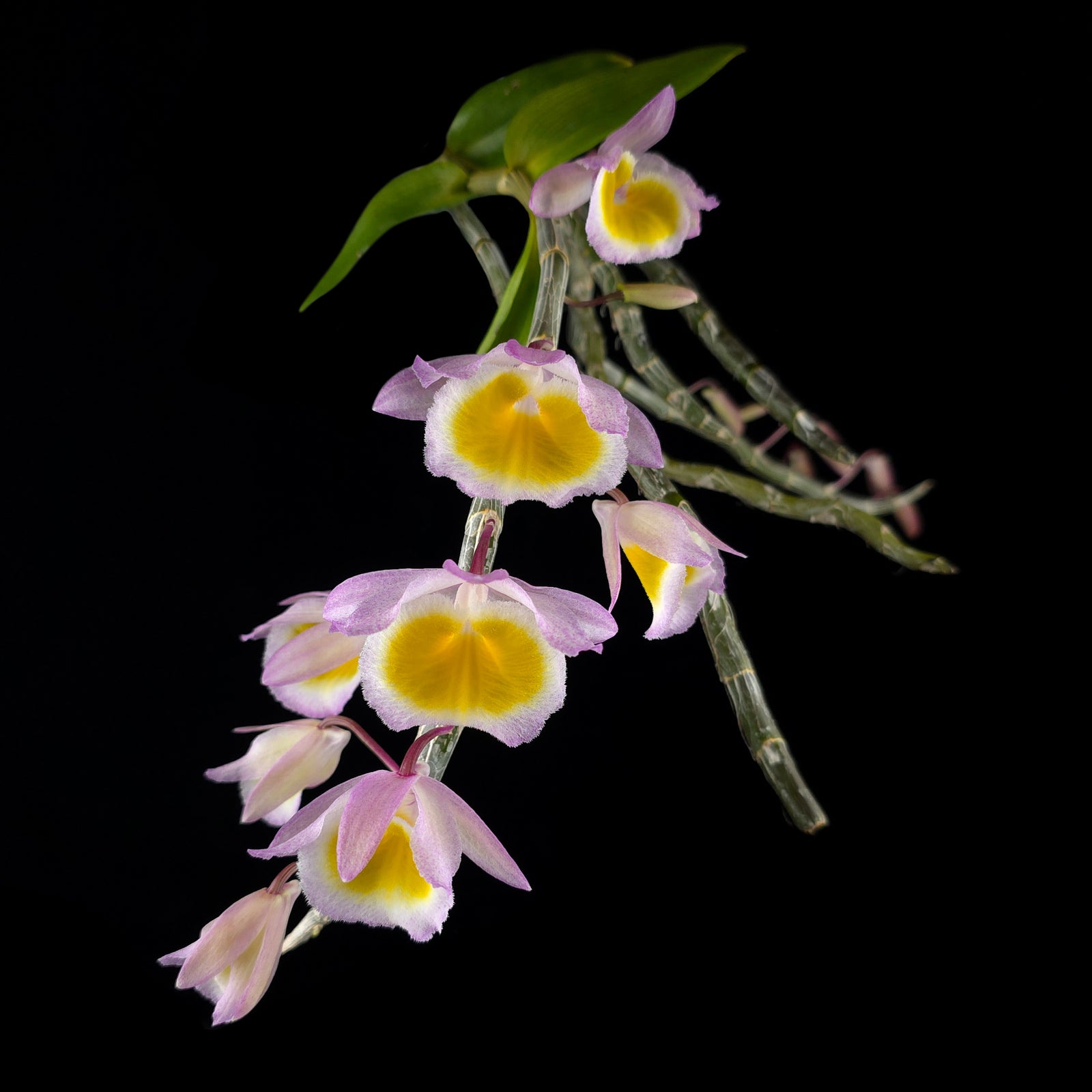 Dendrobium primulinum - The Primrose Orchid