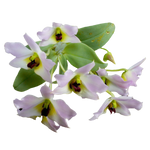 Dendrobium trantuanii
