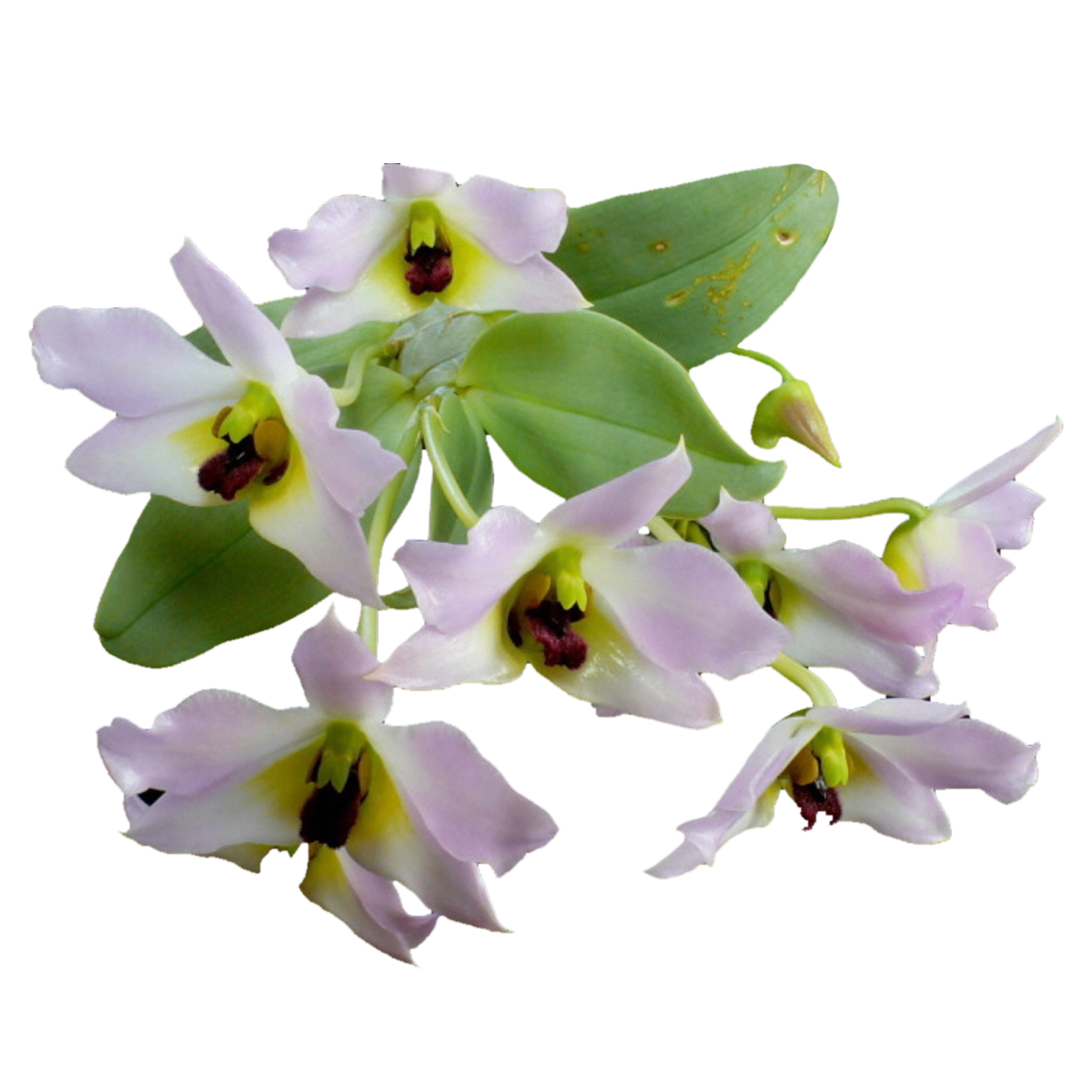 Dendrobium trantuanii