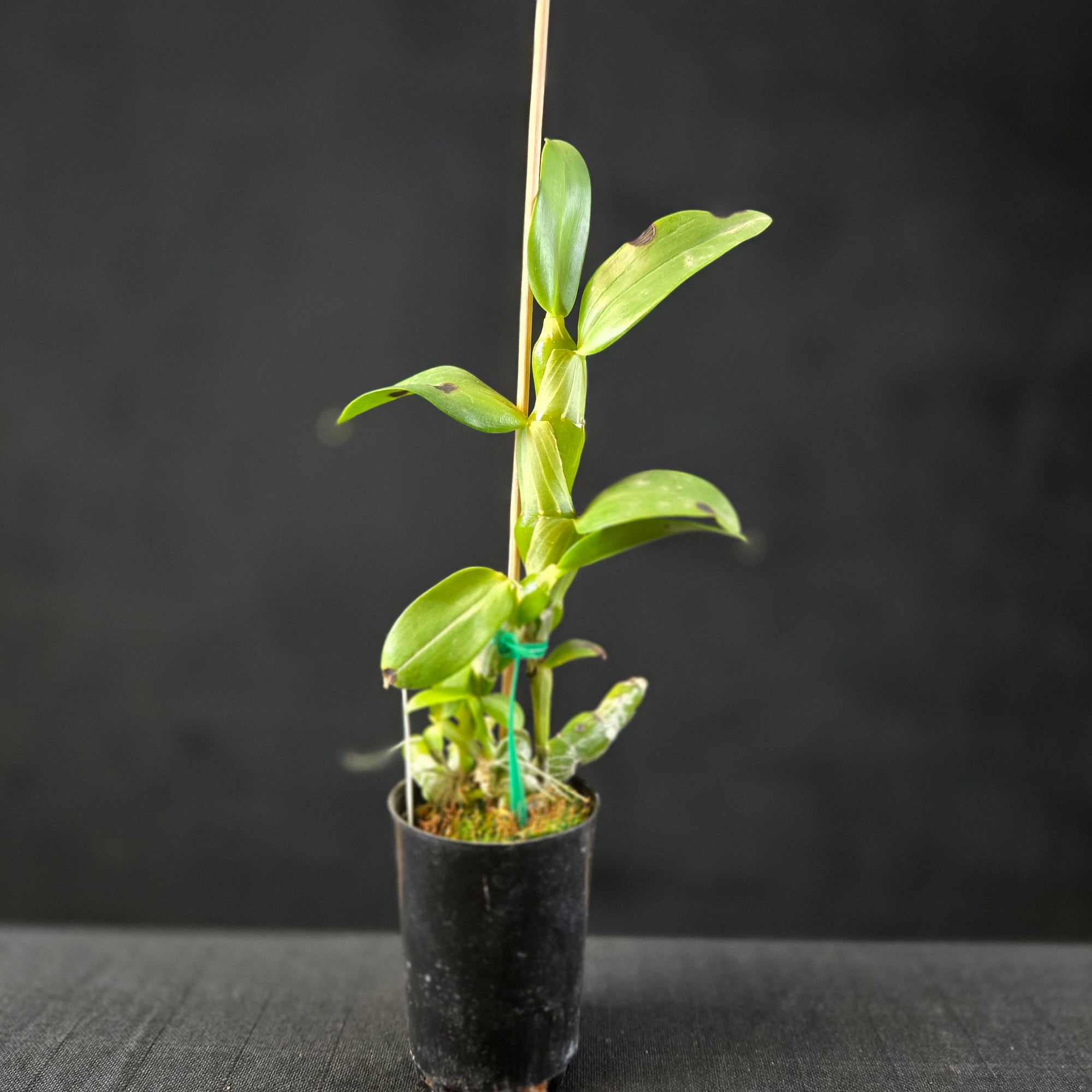 Miniature Dendrobium with pendulous canes and white flowers.