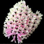 Dendrobium smillieae