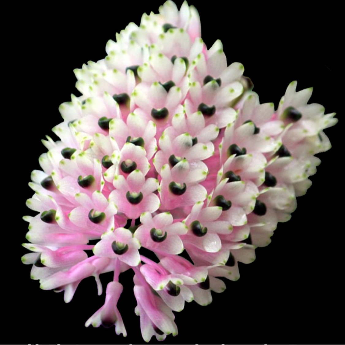 Dendrobium smillieae