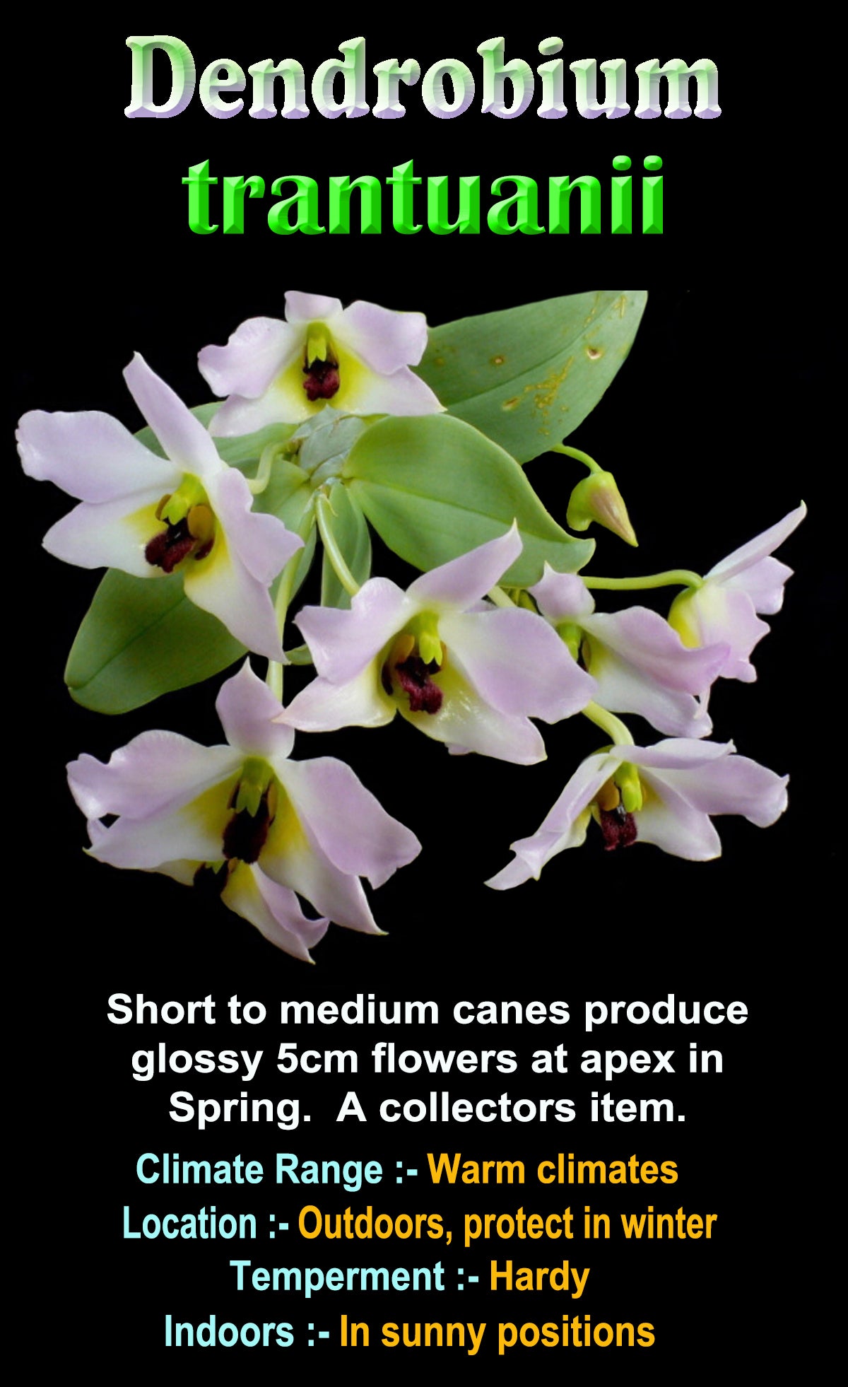 Dendrobium trantuanii