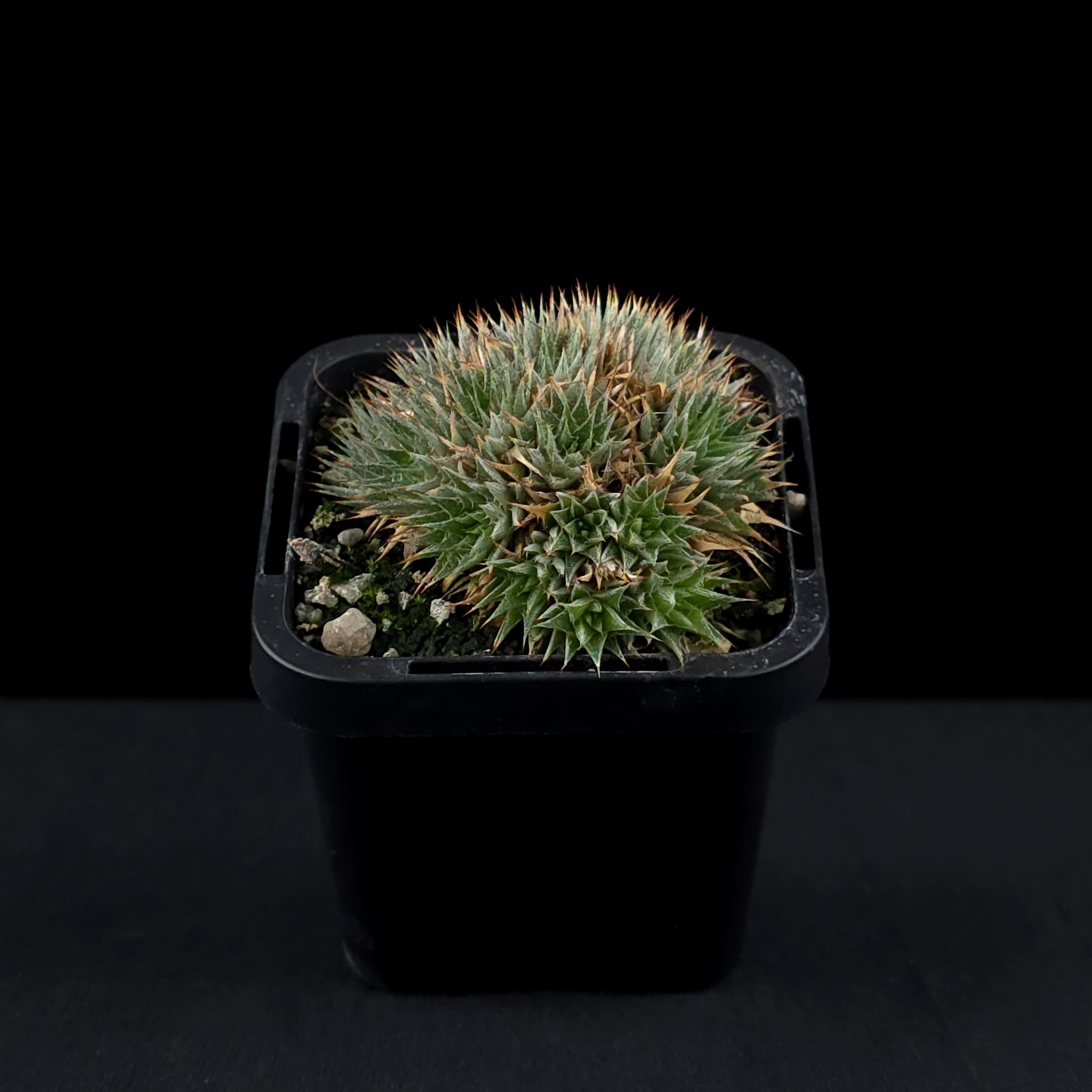Deuterocohnia brevifolia Fine Form - Compact Rosette Beauty