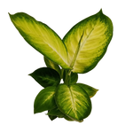 Dieffenbachia seguine 'Tropic Marianne'