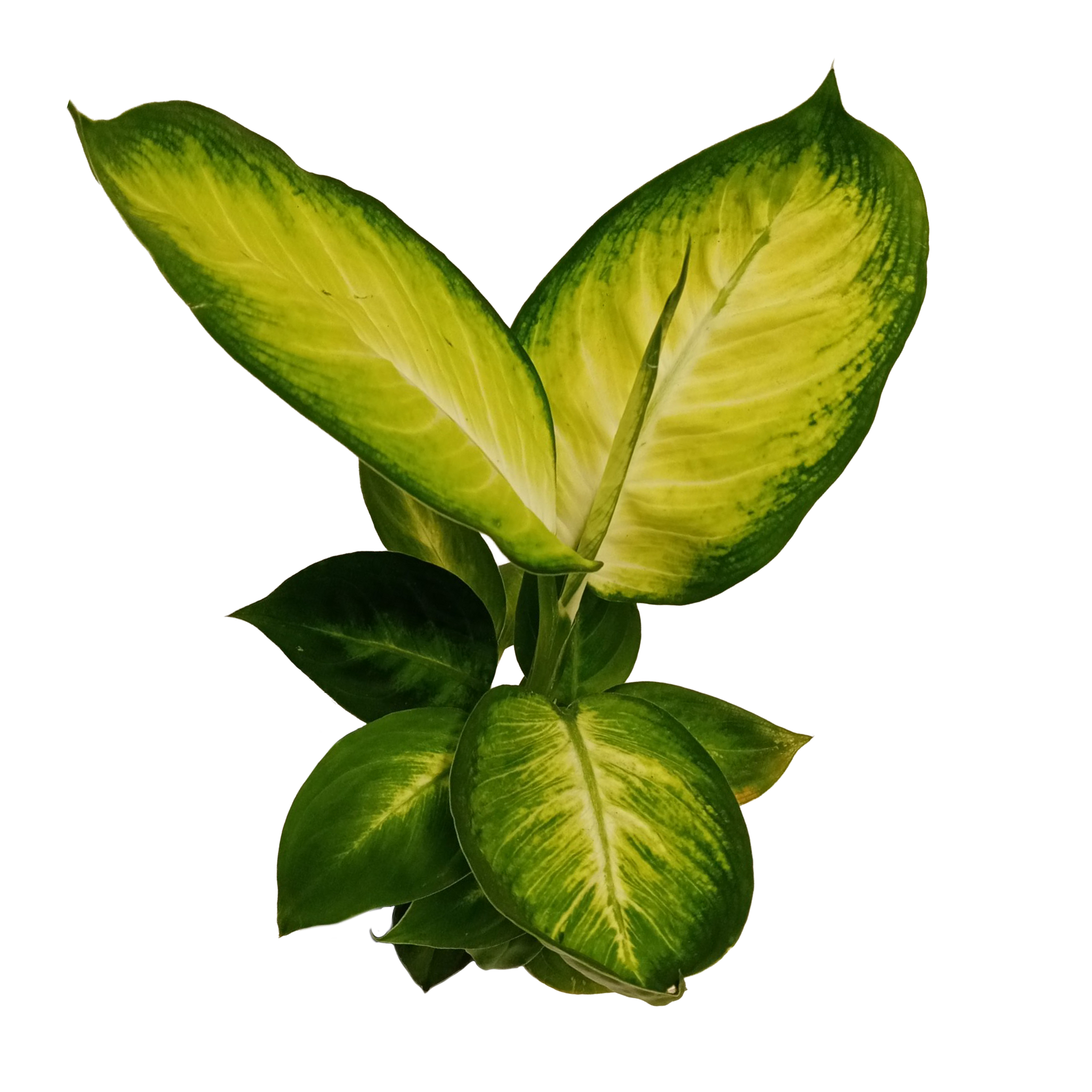 dieffenbachia seguine tropic marianne Dieffenbachia seguine 'Tropic Marianne' – Collectors Online