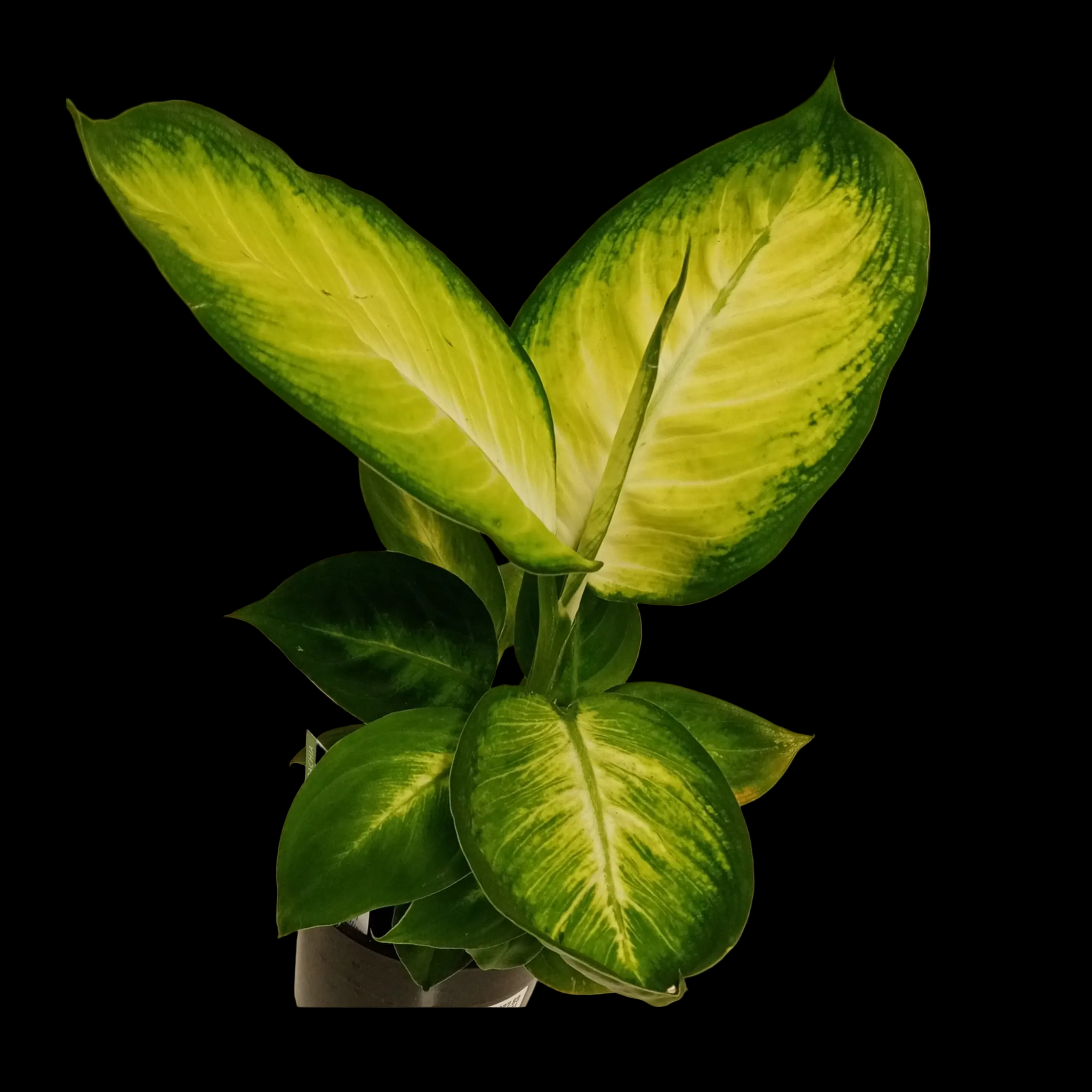 Dieffenbachia seguine 'Tropic Marianne'