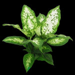 Dieffenbachia amoena 'Compacta'