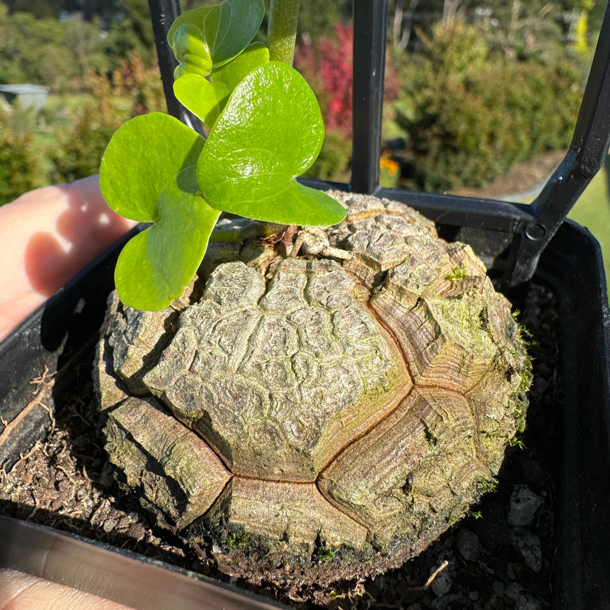 Dioscorea elephantipes 'The Elephant's Foot' – Collectors Online