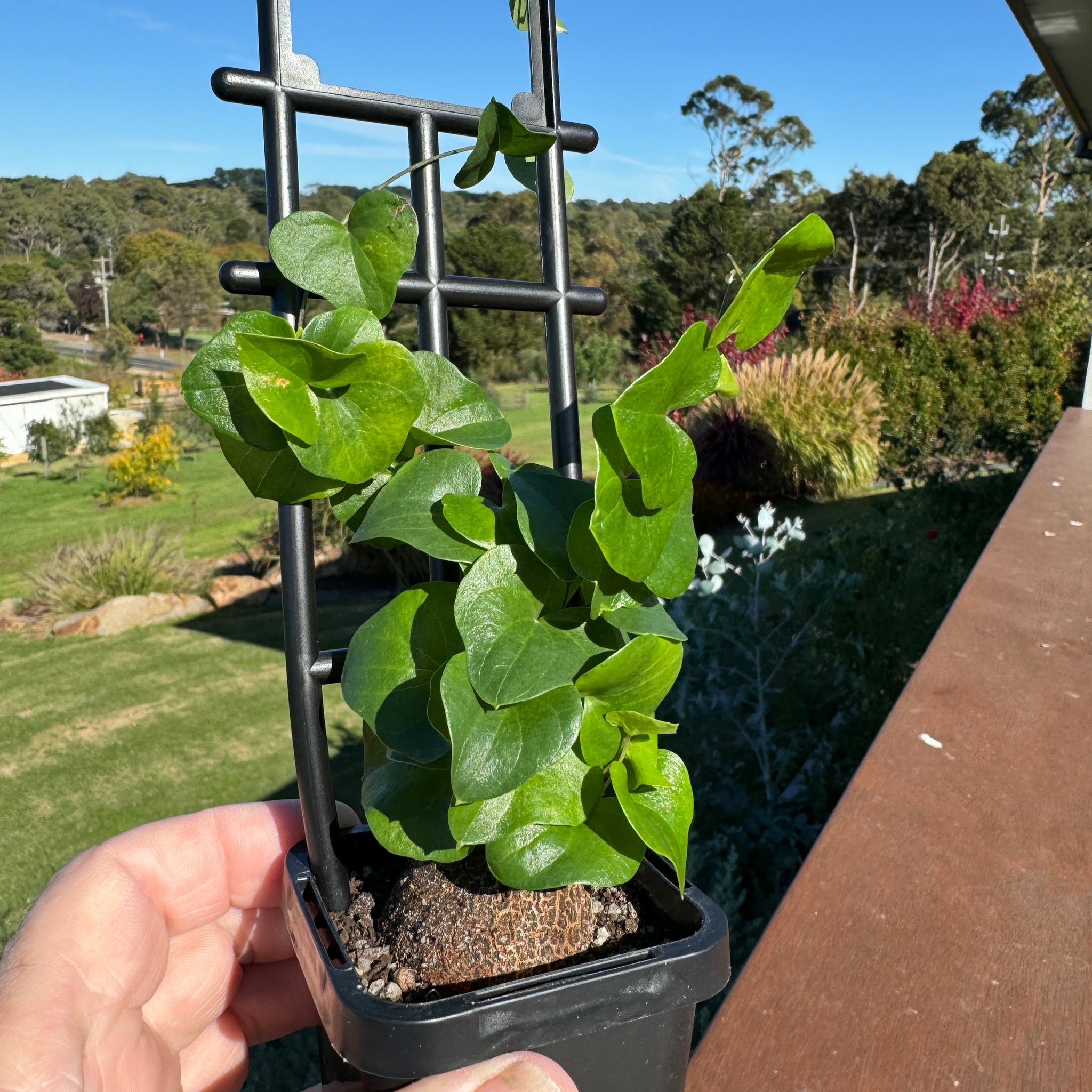 Dioscorea elephantipes 'The Elephant's Foot' (Dormant)