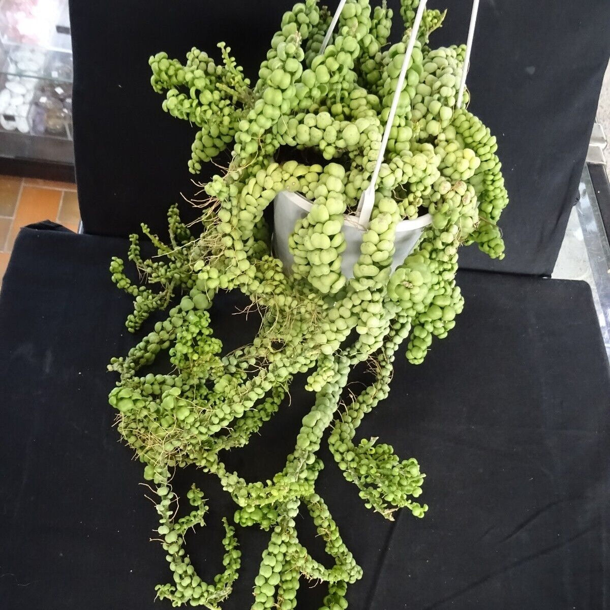 dragon jade succulent Dischidia nummularia 'Dragon Jade' – Collectors Online
