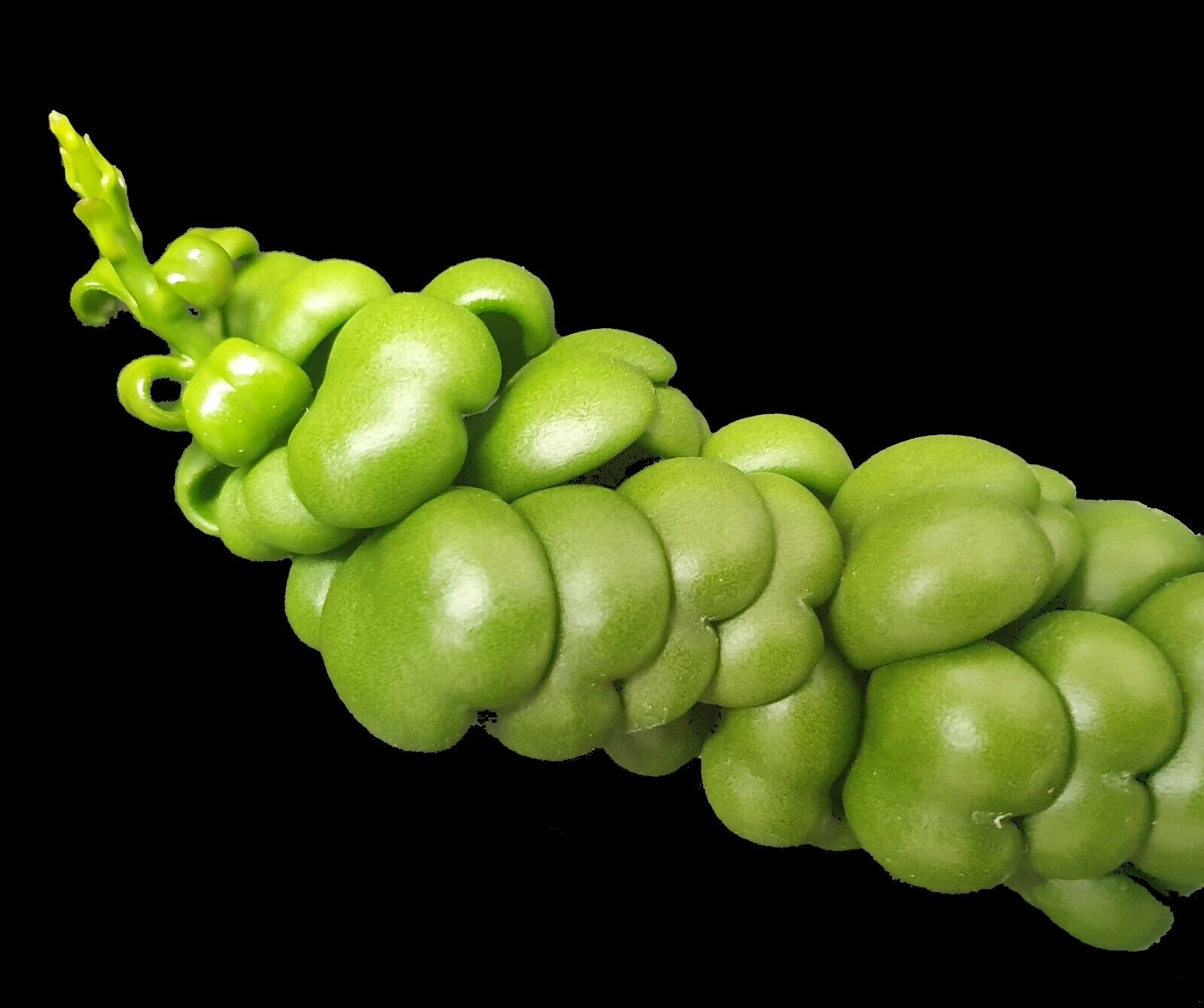 dischidia dragon jade plant Dischidia nummularia 'Dragon Jade' – Collectors Online