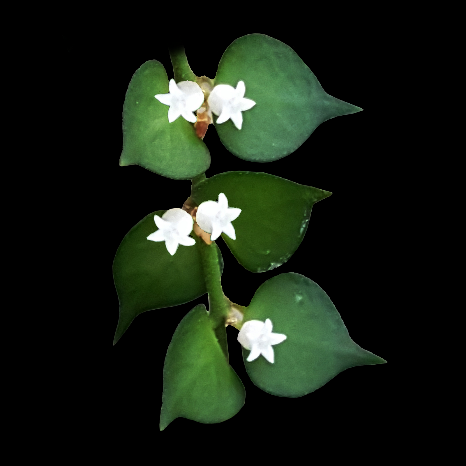 Dischidia ruscifolia 'Million Hearts'